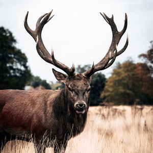 Hunting Signs