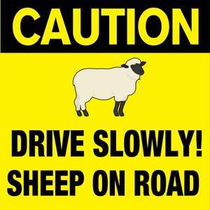 Caution! Drive Slowly Sheep on Road