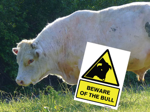 5 x Beware of the Bull Signs (400x300mm) 16in x 12in for €55